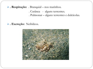  . Respiração: . Branquial – nos marinhos.
. Cutânea - alguns terrestres.
. Pulmonar – alguns terrestres e dulcícolas.
 . Excreção: Nefrídeos.
 