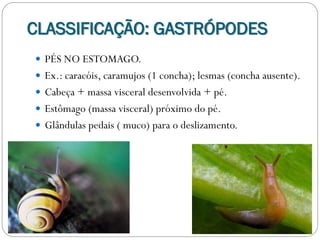 CLASSIFICAÇÃO: GASTRÓPODES
 PÉS NO ESTOMAGO.
 Ex.: caracóis, caramujos (1 concha); lesmas (concha ausente).
 Cabeça + massa visceral desenvolvida + pé.
 Estômago (massa visceral) próximo do pé.
 Glândulas pedais ( muco) para o deslizamento.
 