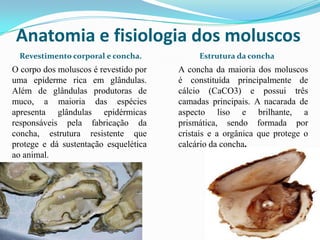 Anatomia e fisiologia dos moluscos
  Revestimento corporal e concha.           Estrutura da concha
O corpo dos moluscos é revestido por   A concha da maioria dos moluscos
uma epiderme rica em glândulas.        é constituída principalmente de
Além de glândulas produtoras de        cálcio (CaCO3) e possui três
muco, a maioria das espécies           camadas principais. A nacarada de
apresenta glândulas epidérmicas        aspecto liso e brilhante, a
responsáveis pela fabricação da        prismática, sendo formada por
concha, estrutura resistente que       cristais e a orgânica que protege o
protege e dá sustentação esquelética   calcário da concha.
ao animal.
 