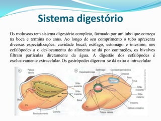 Sistema digestório
Os moluscos tem sistema digestório completo, formado por um tubo que começa
na boca e termina no anus. Ao longo de seu comprimento o tubo apresenta
diversas especializações: cavidade bucal, esôfago, estomago e intestino, nos
cefalópodes a o deslocamento do alimento se dá por contrações, os bivalves
filtram partículas diretamente da água. A digestão dos cefalópodes é
exclusivamente extracelular. Os gastrópodes digerem se dá extra e intracelular
 