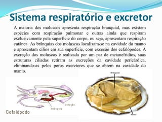 Sistema respiratório e excretor
A maioria dos moluscos apresenta respiração branquial, mas existem
espécies com respiração pulmonar e outras ainda que respiram
exclusivamente pela superfície do corpo, ou seja, apresentam respiração
cutânea. As brânquias dos moluscos localizam-se na cavidade do manto
e apresentam cílios em sua superfície, com exceção dos cefalópodes. A
excreção dos moluscos é realizada por um par de metanefrídios, suas
estruturas ciliadas retiram as excreções da cavidade pericárdica,
eliminando-as pelos poros excretores que se abrem na cavidade do
manto.
 