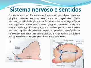 Sistema nervoso e sentidos
O sistema nervoso dos moluscos é composto por alguns pares de
gânglios nervosos, onde se concentram os corpos das células
nervosas, os principais gânglios estão localizados na cabeça sobre o
tubo digestório e são denominados gânglios cerebrais. O sistema
sensorial varia nos diferente grupos. Os bivalves possuem terminações
nervosas capazes de perceber toques e pressões, gastrópodes e
cefalópodes tem olhos bem desenvolvidos, a visão perfeita das lulas e
polvos permitem que sejam predadores muito eficientes.
 