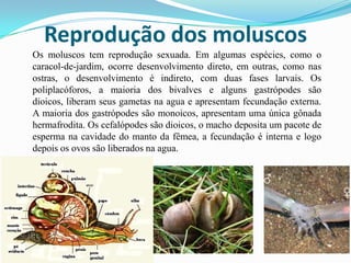 Reprodução dos moluscos
Os moluscos tem reprodução sexuada. Em algumas espécies, como o
caracol-de-jardim, ocorre desenvolvimento direto, em outras, como nas
ostras, o desenvolvimento é indireto, com duas fases larvais. Os
poliplacóforos, a maioria dos bivalves e alguns gastrópodes são
dioicos, liberam seus gametas na agua e apresentam fecundação externa.
A maioria dos gastrópodes são monoicos, apresentam uma única gônada
hermafrodita. Os cefalópodes são dioicos, o macho deposita um pacote de
esperma na cavidade do manto da fêmea, a fecundação é interna e logo
depois os ovos são liberados na agua.
 