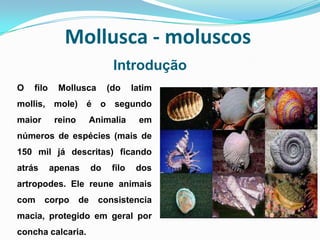 Mollusca - moluscos
                               Introdução
O   filo    Mollusca          (do     latim
mollis, mole) é o segundo
maior       reino        Animalia      em
números de espécies (mais de
150 mil já descritas) ficando
atrás      apenas        do    filo    dos
artropodes. Ele reune animais
com     corpo       de    consistencia
macia, protegido em geral por
concha calcaria.
 