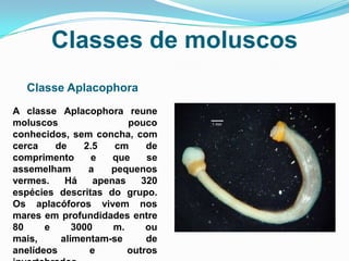 Classes de moluscos
   Classe Aplacophora
A classe Aplacophora reune
moluscos                 pouco
conhecidos, sem concha, com
cerca    de    2.5    cm     de
comprimento      e    que    se
assemelham      a    pequenos
vermes.    Há     apenas    320
espécies descritas do grupo.
Os aplacóforos vivem nos
mares em profundidades entre
80     e     3000     m.     ou
mais,     alimentam-se       de
anelídeos       e        outros
 