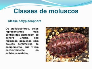 Classes de moluscos
 Classe polyplacophora

Os poliplacóforos, cujos
representantes      mais
conhecidos pertencem ao
gênero     Chiton,   são
moluscos pequenos com
poucos centímetros de
comprimento, que vivem
exclusivamente        no
ambiente marinho.
 