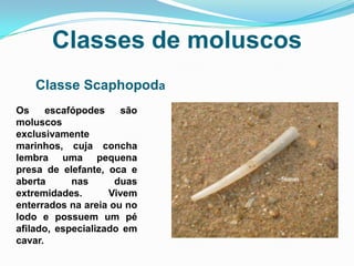 Classes de moluscos
    Classe Scaphopoda
Os     escafópodes     são
moluscos
exclusivamente
marinhos, cuja concha
lembra uma pequena
presa de elefante, oca e
aberta      nas      duas
extremidades.       Vivem
enterrados na areia ou no
lodo e possuem um pé
afilado, especializado em
cavar.
 