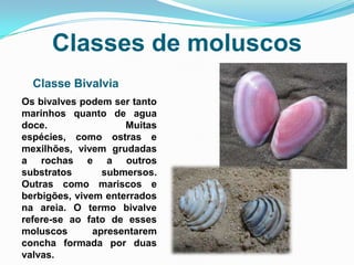 Classes de moluscos
  Classe Bivalvia
Os bivalves podem ser tanto
marinhos quanto de agua
doce.                Muitas
espécies, como ostras e
mexilhões, vivem grudadas
a rochas e a outros
substratos       submersos.
Outras como mariscos e
berbigões, vivem enterrados
na areia. O termo bivalve
refere-se ao fato de esses
moluscos       apresentarem
concha formada por duas
valvas.
 