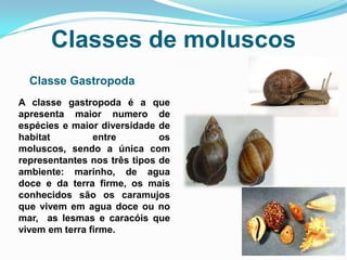 Classes de moluscos
  Classe Gastropoda
A classe gastropoda é a que
apresenta maior numero de
espécies e maior diversidade de
habitat         entre         os
moluscos, sendo a única com
representantes nos três tipos de
ambiente: marinho, de agua
doce e da terra firme, os mais
conhecidos são os caramujos
que vivem em agua doce ou no
mar, as lesmas e caracóis que
vivem em terra firme.
 