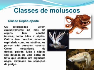 Classes de moluscos
  Classe Cephalopoda
Os     cefalópodes       vivem
exclusivamente no mar, há
alguns        tem      concha
interna, como lulas e sépias.
Outros tem conchas externas
espiralada como os náutilos, os
polvos não possuem concha.
Como         mecanismo       de
defesa, polvos, lulas e sépias
são dotados de uma bolsa de
tinta que contem um pigmento
negro, eliminado em situações
de perigo.
 
