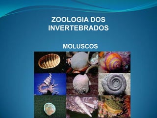 ZOOLOGIA DOS
INVERTEBRADOS

   MOLUSCOS
 