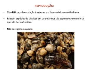 REPRODUÇÃO:
• São dióicos, a fecundação é externa e o desenvolvimento é indireto.
• Existem espécies de bivalves em que os sexos são separados e existem as
que são hermafroditas.
• Não apresentam cópula.
 