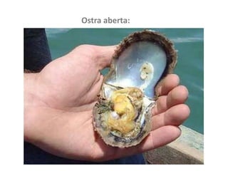 Ostra aberta:
 