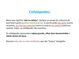 Cefalópodes:
Nome que significa “pés na cabeça”. Designa um grupo de moluscos do
qual fazem parte o polvo, náutilo e a lula. A concha pode não existir (como
no polvo), ser interna e reduzida (como na lula) ou ser externa (como no
náutilo). Todos os cefalópodes são marinhos.
Os cefalópodes apresentam cabeça grande, olhos bem desenvolvidos e
rádula dentro da boca.
Possuem oito, dez ou mais tentáculos, que são "braços" alongados.
 