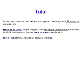 Lula:
Geralmente pequenas , mas existem lulas gigantes que atingem até 12 metros de
comprimento.
Estrutura do corpo: corpo alongado com oito braços sem ventosas e mais dois
tentáculo com ventosas. Possuem concha interna e nadadeiras.
Locomoção: além das nadadeiras possuem um sifão.
 