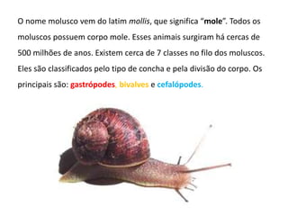 O nome molusco vem do latim mollis, que significa “mole”. Todos os
moluscos possuem corpo mole. Esses animais surgiram há cercas de
500 milhões de anos. Existem cerca de 7 classes no filo dos moluscos.
Eles são classificados pelo tipo de concha e pela divisão do corpo. Os
principais são: gastrópodes, bivalves e cefalópodes.
 