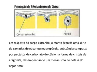 Em resposta ao corpo estranho, o manto secreta uma série
de camadas de nácar ou madrepérola, substância composta
por pectatos de carbonato de cálcio na forma de cristais de
aragonita, desempenhando um mecanismo de defesa do
organismo.
 