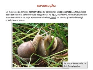 REPODRUÇÃO:
Os moluscos podem ser hermafroditas ou apresentar sexos separados. A fecundação
pode ser externa, com liberação dos gametas na água, ou interna. O desenvolvimento
pode ser indireto, ou seja, apresentar uma fase larval, ou direto, quando do ovo já
eclode forma jovem.
Fecundação cruzada de
dois Gastrópodes.
 