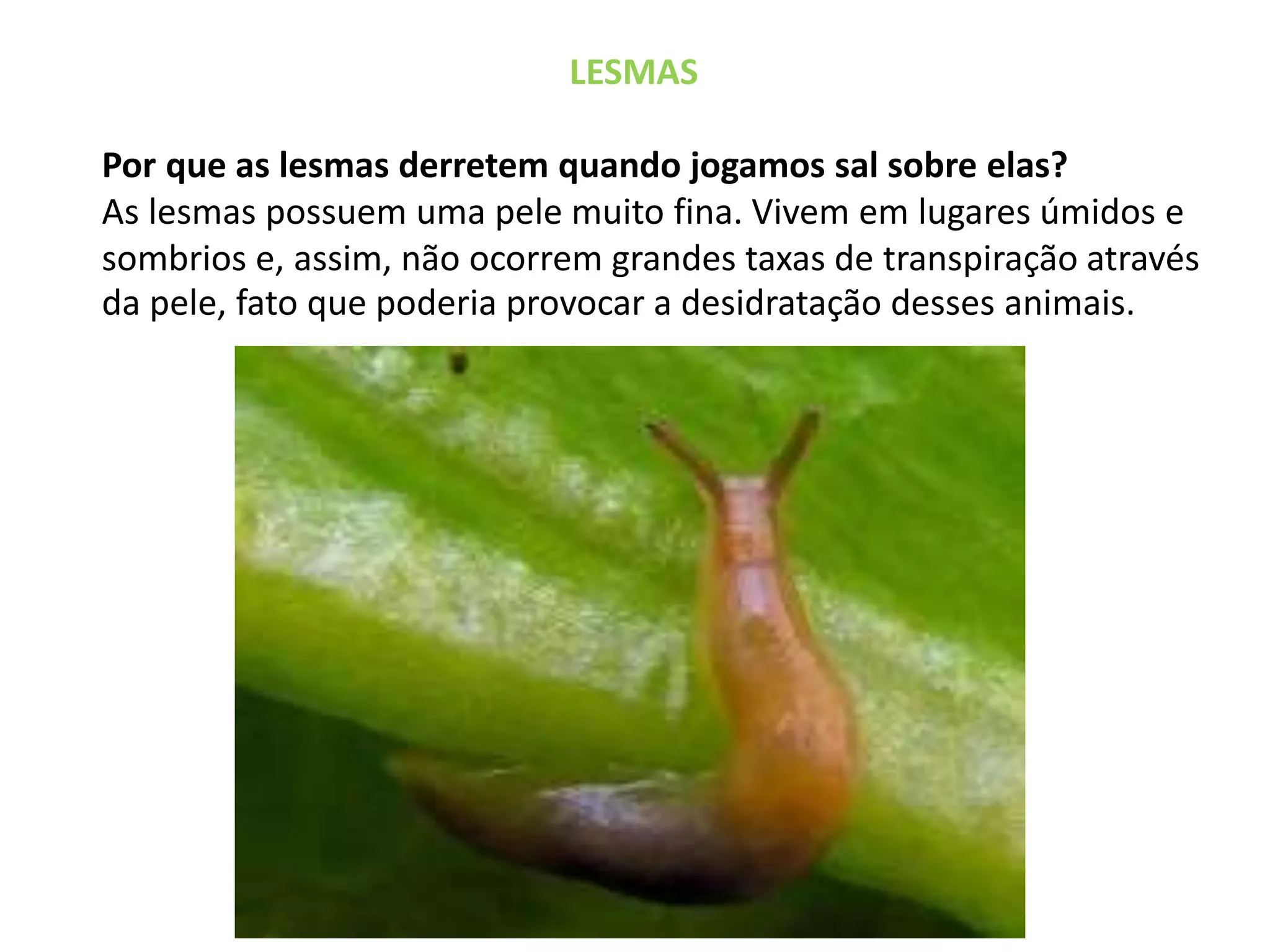 LESMAS 
Por que as lesmas derretem quando jogamos sal sobre elas? 
As lesmas possuem uma pele muito fina. Vivem em lugares úmidos e 
sombrios e, assim, não ocorrem grandes taxas de transpiração através 
da pele, fato que poderia provocar a desidratação desses animais. 
 