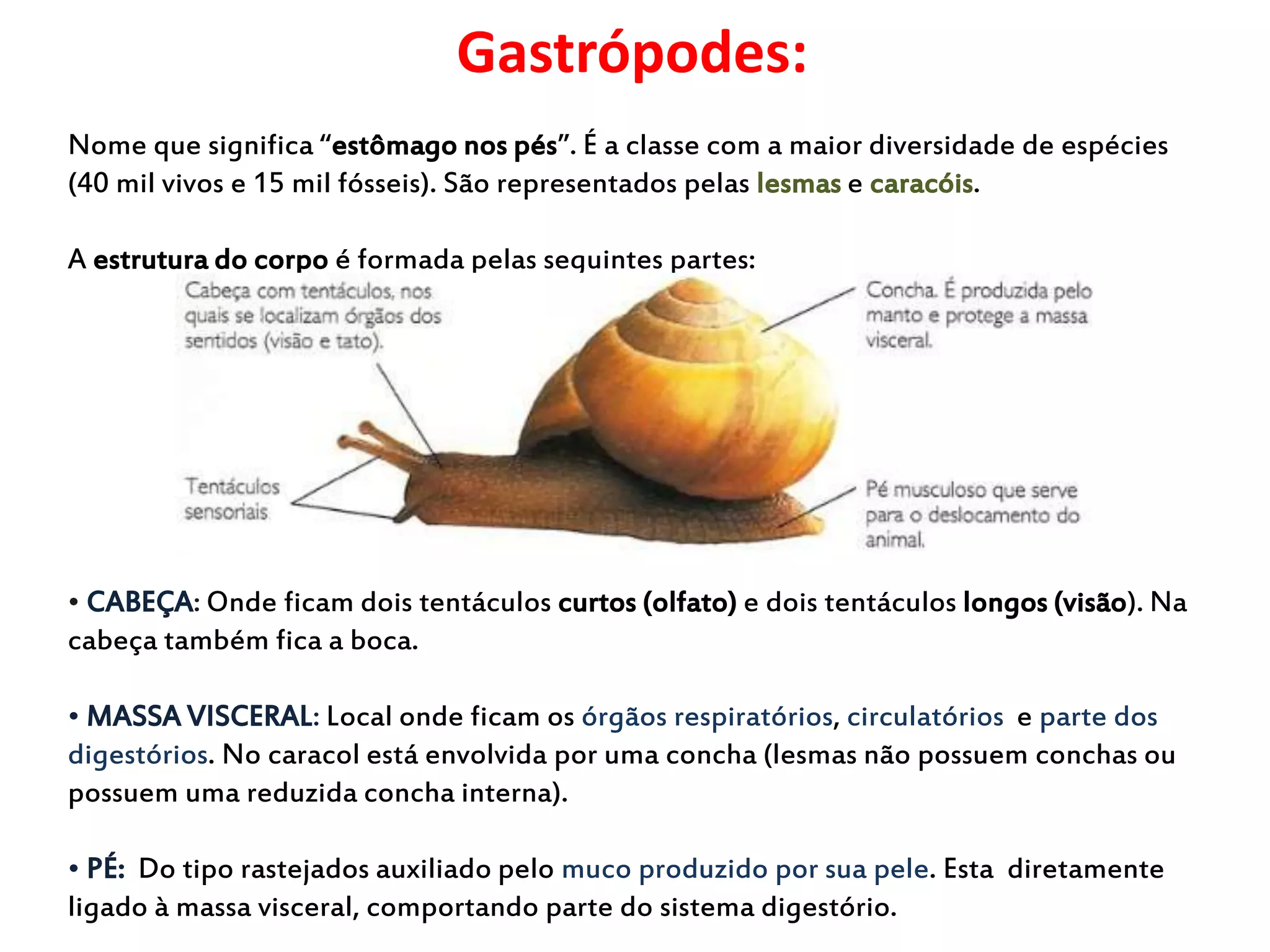 Gastrópodes: 
Nome que significa “estômago nos pés”. É a classe com a maior diversidade de espécies 
(40 mil vivos e 15 mil fósseis). São representados pelas lesmas e caracóis. 
A estrutura do corpo é formada pelas seguintes partes: 
• CABEÇA: Onde ficam dois tentáculos curtos (olfato) e dois tentáculos longos (visão). Na 
cabeça também fica a boca. 
• MASSA VISCERAL: Local onde ficam os órgãos respiratórios, circulatórios e parte dos 
digestórios. No caracol está envolvida por uma concha (lesmas não possuem conchas ou 
possuem uma reduzida concha interna). 
• PÉ: Do tipo rastejados auxiliado pelo muco produzido por sua pele. Esta diretamente 
ligado à massa visceral, comportando parte do sistema digestório. 
 