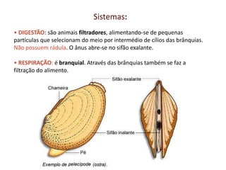 Sistemas: 
• DIGESTÃO: são animais filtradores, alimentando-se de pequenas 
partículas que selecionam do meio por intermédio de cílios das brânquias. 
Não possuem rádula. O ânus abre-se no sifão exalante. 
• RESPIRAÇÃO: é branquial. Através das brânquias também se faz a 
filtração do alimento. 
 