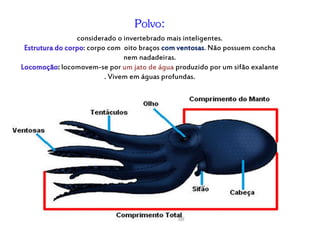 Polvo: 
considerado o invertebrado mais inteligentes. 
Estrutura do corpo: corpo com oito braços com ventosas. Não possuem concha 
nem nadadeiras. 
Locomoção: locomovem-se por um jato de água produzido por um sifão exalante 
. Vivem em águas profundas. 
 