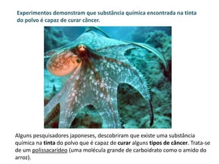 Experimentos demonstram que substância química encontrada na tinta 
do polvo é capaz de curar câncer. 
Alguns pesquisadores japoneses, descobriram que existe uma substância 
química na tinta do polvo que é capaz de curar alguns tipos de câncer. Trata-se 
de um polissacarídeo (uma molécula grande de carboidrato como o amido do 
arroz). 
 