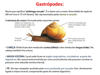Gastrópodes: 
Nome que significa “estômago nos pés”. É a classe com a maior diversidade de espécies 
(40 mil vivos e 15 mil fósseis). São representados pelas lesmas e caracóis. 
A estrutura do corpo é formada pelas seguintes partes: 
• CABEÇA: Onde ficam dois tentáculos curtos (olfato) e dois tentáculos longos (visão). Na 
cabeça também fica a boca. 
• MASSA VISCERAL: Local onde ficam os órgãos respiratórios, circulatórios e parte dos 
digestórios. No caracol está envolvida por uma concha (lesmas não possuem conchas ou 
possuem uma reduzida concha interna). 
• PÉ: Do tipo rastejados auxiliado pelo muco produzido por sua pele. Esta diretamente 
ligado à massa visceral, comportando parte do sistema digestório. 
 