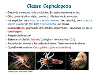 • Grupo de moluscos mais evoluídos; Exclusivamente marinhos;
• Olho com cristalino, visão com foco. Não tem visão em cores;
• Há espécies com concha calcária externa (ex: náutilo), com concha
interna e reduzida (ex: lula) e sem concha (ex: polvo).
• Cromatóforos: pigmentos das células epidérmicas - mudança de cor e
camuflagem;
• Respiração braquial;
• Sistema circulatório fechado (coração – hemocianina - Cu)
• Reprodução: dioicos e fecundação interna. Desenvolvimento direto
• Digestão extracelular: Ceco gástrico (bolsa enzimática)
Classe Cephalopoda
 