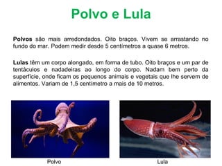Polvo e Lula
Polvos são mais arredondados. Oito braços. Vivem se arrastando no
fundo do mar. Podem medir desde 5 centímetros a quase 6 metros.
Lulas têm um corpo alongado, em forma de tubo. Oito braços e um par de
tentáculos e nadadeiras ao longo do corpo. Nadam bem perto da
superfície, onde ficam os pequenos animais e vegetais que lhe servem de
alimentos. Variam de 1,5 centímetro a mais de 10 metros.
Polvo Lula
 