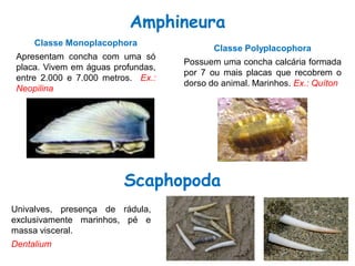 Classe Monoplacophora
Apresentam concha com uma só
placa. Vivem em águas profundas,
entre 2.000 e 7.000 metros. Ex.:
Neopilina
Classe Polyplacophora
Possuem uma concha calcária formada
por 7 ou mais placas que recobrem o
dorso do animal. Marinhos. Ex.: Quíton
Amphineura
Scaphopoda
Univalves, presença de rádula,
exclusivamente marinhos, pé e
massa visceral.
Dentalium
 