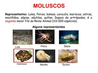 MOLUSCOS
Representantes: Lulas, Polvos, lesmas, caracóis, mariscos, ostras,
mexilhões, sépias, náutilos, quíton. Depois de artrópodes, é o
segundo maior filo do Reino Animal (112.000 espécies).
Lula Polvo Sépia
mariscos Náutilo Quíton
Alguns representantes
 