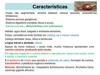Características
Habitat: agua doce, salgada e ambiente terrestres;
Corpo: consistência mole dividido em cabeça, pé e massa visceral.
Cabeça atrofiada: boca, olhos e tentáculos
Língua móvel e dentada: rádula
Apesar do nome molusco = corpo mole, muitos moluscos apresentam uma
concha calcária, produzida pelo manto.
Em algumas espécies a concha interna e reduzida (ex: lulas) e em outras, como
a lesma, a concha é ausente.
É a epiderme do manto que secreta o carbonato de cálcio, formador da concha.
Concheolina: substância orgânica resistente.
Nocivos: Biomphalaria sp., hospedeira Schistosoma mansoni; Anchatina fulica,
caramujo gigante africano.
Corpo não segmentado, simetria bilateral, celoma reduzido, protostômios,
triblásticos;
Sistema nervoso ganglionar;
Sistema digestório completo (boca e anus);
Sistema excreto – Metanefrídios (rim rudimentar)
 