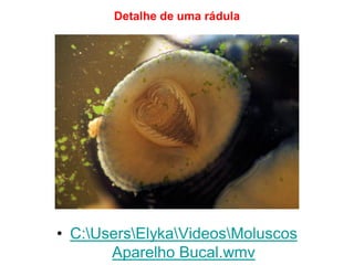 Detalhe de uma rádula
• C:UsersElykaVideosMoluscos
Aparelho Bucal.wmv
 