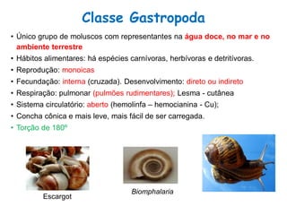 • Único grupo de moluscos com representantes na água doce, no mar e no
ambiente terrestre
• Hábitos alimentares: há espécies carnívoras, herbívoras e detritívoras.
• Reprodução: monoicas
• Fecundação: interna (cruzada). Desenvolvimento: direto ou indireto
• Respiração: pulmonar (pulmões rudimentares); Lesma - cutânea
• Sistema circulatório: aberto (hemolinfa – hemocianina - Cu);
• Concha cônica e mais leve, mais fácil de ser carregada.
• Torção de 180º
Classe Gastropoda
Escargot
Biomphalaria
 