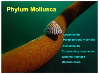 Phylum MolluscaPhylum Mollusca
Locomoción
Pared corporal y concha
Alimentación
Circulación y respiración
Sistema Nervioso
Reproducción
 