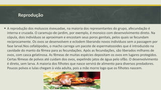Reprodução
 A reprodução dos moluscos ésexuadae, na maioria dos representantes do grupo, afecundação é
interna e cruzada. O caramujo-de-jardim, por exemplo, é monoico com desenvolvimento direto. Na
cópula, dois indivíduos se aproximam e encostam seus poros genitais, pelos quais se fecundam
reciprocamente. Os ovos se desenvolvem e eclodem liberando novos indivíduos sem a passagem por
fase larval.Nos cefalópodes, o macho carrega um pacote de espermatozoides que é introduzido na
cavidade do manto da fêmea para as fecundações. Após as fecundações, são liberados milhares de
ovos, com casca gelatinosa. As fêmeas de muitas espécies depositam os ovos em lugares protegidos.
Certas fêmeas de polvos até cuidam dos ovos, expelindo jatos de água pelo sifão. O desenvolvimento
é direto, sem larva. A maioria dos filhotes que nasce servirá de alimento para diversos predadores.
Poucos polvos e lulas chegam à vida adulta, pois a mãe morre logo que os filhotes nascem.
 