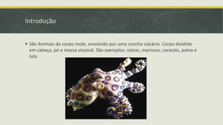 Introdução
 São Animais de corpo mole, envolvido por uma concha calcária. Corpo dividido
em cabeça, pé e massa visceral. São exemplos: ostras, mariscos, caracóis, polvo e
lula.
 