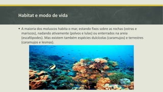 Habitat e modo de vida
 A maioria dos moluscos habita o mar, estando fixos sobre as rochas (ostras e
mariscos), nadando ativamente (polvos e lulas) ou enterrados na areia
(escafópodes). Mas existem também espécies dulcícolas (caramujos) e terrestres
(caramujos e lesmas).
 