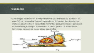 Respiração
 A respiração nos moluscos é do tipo branquial (ex.: mariscos) ou pulmonar (ex.:
caracóis), ou cutânea (ex.: lesmas), dependendo do habitat. Asbrânquias dos
moluscos aquáticosficam na cavidade do manto e possuem cílios que participam
na movimentação da água promovendo as trocas gasosas. Já nos moluscos
terrestres a cavidade do manto abriga os pulmões.
 