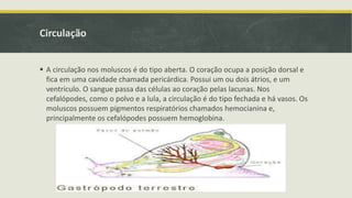 Circulação
 A circulação nos moluscos é do tipo aberta. O coração ocupa a posição dorsal e
fica em uma cavidade chamada pericárdica. Possui um ou dois átrios, e um
ventrículo. O sangue passa das células ao coração pelas lacunas. Nos
cefalópodes, como o polvo e a lula, a circulação é do tipo fechada e há vasos. Os
moluscos possuem pigmentos respiratórios chamados hemocianina e,
principalmente os cefalópodes possuem hemoglobina.
 