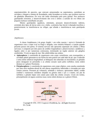 espermatozóides do parceiro, que estavam armazenados na espermateca, caminham ao
ouviduto e chegam a câmara de fecundação, onde fecundam os óvulos, que recebem reservas
de glândulas albuminosa. Os ovos são então eliminados pelo poro genital. Nos moluscos
gastrópodes terrestres, o desenvolvimento dos ovos é direto: a eclosão do ovo libera um
pequeno molusco semelhante aos pais.
        Muitos gastrópodes aquáticos, entretanto, possuem desenvolvimento indireto,
existindo dois tipos de larvas entre ovo e dulto. a primeira fase larval é chamada trocófora e
posteriormente se transforma-se na véliger, que afunda e transforma-se num gastrópodo
jovem.



Amphineura

        A classe Amphineura ( do grego Amphi = em volta; neuron = nervo) é formado de
organismos com o corpo oval ou longo e delgado, com simetria bilateral; a concha quando
presente possui oito partes. O sistema nervoso não apresenta separação em células e fibras
nervosas; é composto por dois pares de cordões longitudinais ( pleuroviscerais e pedálicos ),
ligados entre si por numerosas comissuras, terminando na região anterior em gânglios
cerebróides. Vivem na água do mar. São subdivididas nas ordens:
• Aplacophora: é constituída de organismos com corpo vermiforme, sem exoesqueleto; a
   cavidade paleal apresenta-se em forma de uma goteira em cada lado do pé, que é reduzido
   a uma estrita saliência longitudinal; as brânquias são reduzidas ou inexistentes; as gônadas
   pares deságuam no pericárdio e as células sexuais saem pelos nefrídios; nesta ordem
   destaca-se o gênero Neomenia.
• Polyplacophora: é constituída de organismos com corpo elíptico, com concha constituída
   por uma série mediano-dorsal de oito placas esqueléticas imbricadas e circundas por uma
   cintura carnosa. Possuem pé volumoso, achatado e molusco; apresentam rádula, cordão
   cerebral e numerosos ctenídeos alojados na goteira entre o pé e o manto, um par de
   nefrídios e gônada ímpar com canais para saída das células sexuais; vivem em rochas,
   principalmente em águas costeiras rasas; nesta ordem destaca-se o gênero Chiton.




Scaphopoda


                                                                                           14
 