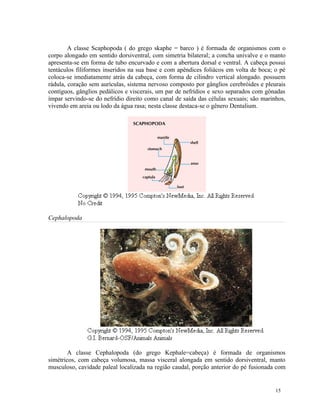 A classe Scaphopoda ( do grego skaphe = barco ) é formada de organismos com o
corpo alongado em sentido dorsiventral, com simetria bilateral; a concha univalve e o manto
apresenta-se em forma de tubo encurvado e com a abertura dorsal e ventral. A cabeça possui
tentáculos filiformes inseridos na sua base e com apêndices foliácos em volta de boca; o pé
coloca-se imediatamente atrás da cabeça, com forma de cilindro vertical alongado. possuem
rádula, coração sem aurículas, sistema nervoso composto por gânglios cerebróides e pleurais
contíguos, gânglios pedálicos e viscerais, um par de nefrídios e sexo separados com gônadas
ímpar servindo-se do nefrídio direito como canal de saída das células sexuais; são marinhos,
vivendo em areia ou lodo da água rasa; nesta classe destaca-se o gênero Dentalium.




Cephalopoda




        A classe Cephalopoda (do grego Kephale=cabeça) é formada de organismos
simétricos, com cabeça volumosa, massa visceral alongada em sentido dorsiventral, manto
musculoso, cavidade paleal localizada na região caudal, porção anterior do pé fusionada com


                                                                                        15
 