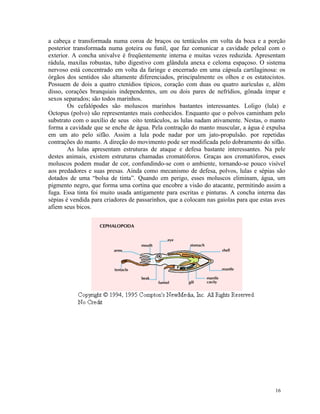 a cabeça e transformada numa coroa de braços ou tentáculos em volta da boca e a porção
posterior transformada numa goteira ou funil, que faz comunicar a cavidade peleal com o
exterior. A concha univalve é freqüentemente interna e muitas vezes reduzida. Apresentam
rádula, maxilas robustas, tubo digestivo com glândula anexa e celoma espaçoso. O sistema
nervoso está concentrado em volta da faringe e encerrado em uma cápsula cartilaginosa: os
órgãos dos sentidos são altamente diferenciados, principalmente os olhos e os estatocistos.
Possuem de dois a quatro ctenídios típicos, coração com duas ou quatro aurículas e, além
disso, corações branquiais independentes, um ou dois pares de nefrídios, gônada ímpar e
sexos separados; são todos marinhos.
        Os cefalópodes são moluscos marinhos bastantes interessantes. Loligo (lula) e
Octopus (polvo) são representantes mais conhecidos. Enquanto que o polvos caminham pelo
substrato com o auxílio de seus oito tentáculos, as lulas nadam ativamente. Nestas, o manto
forma a cavidade que se enche de água. Pela contração do manto muscular, a água é expulsa
em um ato pelo sifão. Assim a lula pode nadar por um jato-propulsão. por repetidas
contrações do manto. A direção do movimento pode ser modificada pelo dobramento do sifão.
        As lulas apresentam estruturas de ataque e defesa bastante interessantes. Na pele
destes animais, existem estruturas chamadas cromatóforos. Graças aos cromatóforos, esses
moluscos podem mudar de cor, confundindo-se com o ambiente, tornando-se pouco visível
aos predadores e suas presas. Ainda como mecanismo de defesa, polvos, lulas e sépias são
dotados de uma “bolsa de tinta”. Quando em perigo, esses moluscos eliminam, água, um
pigmento negro, que forma uma cortina que encobre a visão do atacante, permitindo assim a
fuga. Essa tinta foi muito usada antigamente para escritas e pinturas. A concha interna das
sépias é vendida para criadores de passarinhos, que a colocam nas gaiolas para que estas aves
afiem seus bicos.




                                                                                         16
 