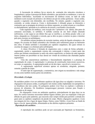 A locomoção da minhoca faz-se através da contração dos músculos circulares e
longitudinais e graças à presença do fluido celomático, que preenche os metâmeros. e serve de
esqueleto hidrostático. Auxiliando os movimentos da minhoca existe, ao lado de cada
metâmero (com exceção do primeiro e do último) um par de cerdas quitinosas . Essas cerdas,
quando o segmento esta distendido, são recolhidas. No entanto, quando o segmento esta
contraído, as cerdas eriçam-se. Como o deslocamento é efetuado graças as distensões e
contrações que se propagam do primeiro ao último segmento, as cerdas eriçam-se e recolhem-
se alternadamente, apoiando-se as saliências do terreno e auxiliando a locomoção.
        Cada segmento da minhoca, com exceção dos 3 primeiros e do último, têm pares de
estruturas enoveladas, os nefrídios. 0 nefrídio consiste de um funil ciliado chamado
nefróstoma; a este segue-se um túbulo fino que se ramifica e, na última porção volta a ser
único, alargando-se e formando a vesícula, que se abre ou para o exterior ou para o intestino
pelo poro excretor ou nefridióporo.
         Os nefrídios retiram produtos de excreção (amônia, uréia) do líquido celomático e do
sangue. Os excretas do fluido celomático são retirados pelo nefróstoma graças ao batimento
dos cílios. O túbulo nefridial é circundado por capilares sangüíneos, dos quais retiram os
excretas do sangue e os eliminam pelo nefridiopóro.
         A classe Hirudinea é formada de organismos com o corpo de forma achatada e
segmentado, porém a segmentação externa não corresponde à interna; a maior parte das
estrias que limitam externamente os anéis são sulcos superficiais; os limites de cada segmento
interno podem ser percebidos na face dorsal em virtude da existência das chamadas papilas
segmentares.
         Uma das características anatômica e funcionalmente importante é a presença de
segmentação do corpo. A segmentação é a presença de constricções transversais sucessivas,
no corpo, os segmentos. A segmentação pode ser de dois tipos: superficial e metamérica.
         A segmentação superficial acontece apenas na ectoderme, atingindo, portanto,
somente a parede do corpo.
         O outro tipo de segmentação, a metamérica, tem origem na mesoderme e não atinge
só esta como também muitas partes da ectoderme.

Diversidade e Ecologia

Os anelídeos podem viver em ambientes aquáticos (de água doce ou salgada) e terrestres. Os
oligoquetos tem poucas cerdas, os poliquetos tem muitas cerdas implantadas nos parapódios e
os hirudíneos não tem cerdas. Os poliquetos podem viver fixos ou explorar o ambiente à
procura de alimentos. Os hirudíneos (sanguessugas) possuem ventosas para fixação e
alimentam-se de sangue.
        Os oligoquetos vivem em ambientes aquáticos, principalmente de água doce ou na
terra. Os vermes terrestres necessitam habitar lugares úmidos, pois sua respiração é feita por
difusão de gases pela epiderme, que necessita estar sempre úmida para permitir a entrada dos
gases para os capilares sangüíneos da parede do corpo. Muitos oligoquetos aquáticos vivem
nas margens de rios e lagos de águas limpas. Outros, como Tubifex, vivem fixos ao fundo de
lagos e rios de águas poluídas, alimentando-se dos detritos orgânicos poluentes.
  Reprodução dos anelídeos

        A reprodução dos anelídeos pode ser por assexuada por bipartição ou brotamento,


                                                                                          24
 