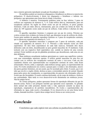 mas a maioria apresenta reprodução sexuada por fecundação cruzada.
        Os anelídeos podem ser monóicos (oligoquetos e hirudíneos) ou dióicos (a maioria dos
poliquetos). O desenvolvimento é direto em oligoquetos e hirudíneos e indireto nos
poliquetos, que apresentam uma forma larval ciliada, a trocófora.
        A minhoca é monóica. Externamente podemos notar na face inferior, 3 pares de
orifícios nos segmentos de números 6, 7 e 8. Cada orifício abre-se, internamente, para um
receptáculo seminal. Na região do clitelo existe um par de orifícios, os poros genitais
femininos. Cada um deles abre-se, internamente, para um oviduto em forma de funil. Na
altura do 189 segmento existe ainda um par de orifícios. Cada orifício é abertura do duto
deferente.
        O aparelho reprodutor feminino é composto por um par de ovários. Próximo aos
ovários existem dois ovidutos em forma de funil, que abremúse no par de orifícios do clitelo.
Fazem parte também do aparelho reprodutor feminino os 3 pares de receptáculos seminais,
que se abrem nos segmentos de números 6, 7 e 8.
        O aparelho reprodutor masculino é composto por 2 pares de testículos, cada par
situado nos segmentos de números 10 e 15. Próximo a cada testículo existe um funil
espermático. Os dois funis espermáticos de cada lado unem-se, formando dois ducos
deferentes cada um deles, desembocando no poro genital masculino do 18 metâmero. Cada
testículo com seu respectivo funil espermático esta contido no interior de uma vesícula
seminal. Existe também um par de glândulas prostáticas que desembocam, cada uma em um
duto deferente.
        Duas minhocas sexualmente maduras aproximam-se e unem suas superfícies ventrais,
com suas extremidades anteriores opostas. 0 orifício genital masculino de uma fica em
contato com os orifícios dos receptáculos seminais da outra e vice-versa. Cada um dos
copulantes elimina seus espermatozóides nos receptáculos seminais do outro, onde ficam
armazenados. Ocorre, então, a separação; cada minhoca carrega, agora, os espermatozóides da
outra. Os óvulos amadurecem nos ovários e passam para o oviduto e são eliminados, através
dos poros genitais femininos, em um casulo, que foi secretado pelo clitelo. 0 casulo, que é um
tubo que envolve a região clitelar, desloca-se para a extremidade anterior do animal. Quando
passa pelos poros dos receptáculos, os espermatozóides do parceiro são eliminados sobre os
óvulos que são fecundados. O casulo continua deslizando, sai do corpo da minhoca e fecha-se
nas extremidades. Mais tarde os ovos desenvolver-se-ão diretamente em minhocas jovens.
Não há estágio larval.
        Os vermes poliquetos, podem apresentar formas de reprodução diferentes da que foi
descrita acima. Nereis é um poliqueto marinho que apresenta sexos separados. As gônadas
deste animal não estão presentes durante toda a vida; aparecem somente na época da
reprodução, originando-se do peritônio mesodérmico. Os óvulos e espermatozóides são
eliminados na água, onde ocorre a fecundação. O ovo desenvolve-se em uma forma larval
ciliada, chamada trocófora. A partir desse estágio larval, forma-se um verme jovem.




Conclusão
       Concluímos que cada espécie tem seu celoma ou psedoceloma conforme

                                                                                          25
 