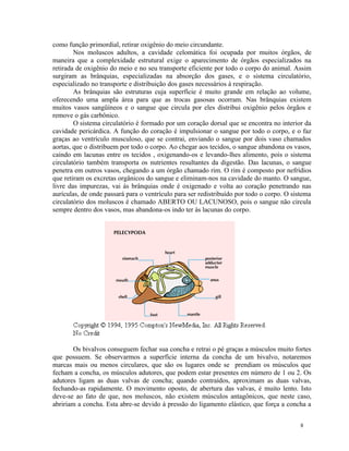 como função primordial, retirar oxigênio do meio circundante.
        Nos moluscos adultos, a cavidade celomática foi ocupada por muitos órgãos, de
maneira que a complexidade estrutural exige o aparecimento de órgãos especializados na
retirada de oxigênio do meio e no seu transporte eficiente por todo o corpo do animal. Assim
surgiram as brânquias, especializadas na absorção dos gases, e o sistema circulatório,
especializado no transporte e distribuição dos gases necessários à respiração.
        As brânquias são estruturas cuja superfície é muito grande em relação ao volume,
oferecendo uma ampla área para que as trocas gasosas ocorram. Nas brânquias existem
muitos vasos sangüíneos e o sangue que circula por eles distribui oxigênio pelos órgãos e
remove o gás carbônico.
        O sistema circulatório é formado por um coração dorsal que se encontra no interior da
cavidade pericárdica. A função do coração é impulsionar o sangue por todo o corpo, e o faz
graças ao ventrículo musculoso, que se contrai, enviando o sangue por dois vaso chamados
aortas, que o distribuem por todo o corpo. Ao chegar aos tecidos, o sangue abandona os vasos,
caindo em lacunas entre os tecidos , oxigenando-os e levando-lhes alimento, pois o sistema
circulatório também transporta os nutrientes resultantes da digestão. Das lacunas, o sangue
penetra em outros vasos, chegando a um órgão chamado rim. O rim é composto por nefrídios
que retiram os excretas orgânicos do sangue e eliminam-nos na cavidade do manto. O sangue,
livre das impurezas, vai às brânquias onde é oxigenado e volta ao coração penetrando nas
aurículas, de onde passará para o ventrículo para ser redistribuído por todo o corpo. O sistema
circulatório dos moluscos é chamado ABERTO OU LACUNOSO, pois o sangue não circula
sempre dentro dos vasos, mas abandona-os indo ter às lacunas do corpo.




        Os bivalvos conseguem fechar sua concha e retrai o pé graças a músculos muito fortes
que possuem. Se observarmos a superfície interna da concha de um bivalvo, notaremos
marcas mais ou menos circulares, que são os lugares onde se prendiam os músculos que
fecham a concha, os músculos adutores, que podem estar presentes em número de 1 ou 2. Os
adutores ligam as duas valvas de concha; quando contraídos, aproximam as duas valvas,
fechando-as rapidamente. O movimento oposto, de abertura das valvas, é muito lento. Isto
deve-se ao fato de que, nos moluscos, não existem músculos antagônicos, que neste caso,
abririam a concha. Esta abre-se devido à pressão do ligamento elástico, que força a concha a


                                                                                           8
 