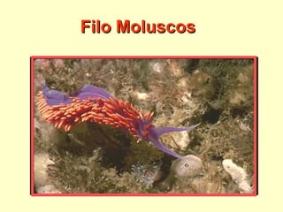 Filo Moluscos 