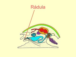 Rádula 