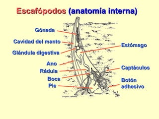 Escafópodos  (anatomía interna) Gónada Cavidad del manto Estómago Ano Glándula digestiva Pie Captáculos Boca Botón adhesivo Rádula 